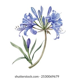 Watercolor vector of African Lily flower, isolated on a white background, African Lily painting