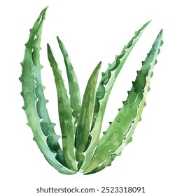 Aquarellvektor von Aloe Vera, einzeln auf weißem Hintergrund, Aloe Vera-Bild