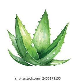 Aquarell Vektor einer Aloe Vera Pflanze, isoliert auf weißem Hintergrund, Illustration und Malerei, Zeichnen Clipart Grafik.