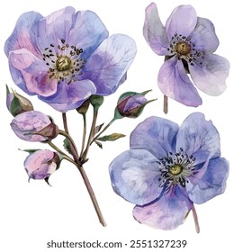 Vetor aquarela de flor de rosa alpina, isolado em um fundo branco, pintura de rosa alpina