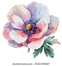 Watercolor vector of Anemone flower, isolated on a white background, Anemone painting