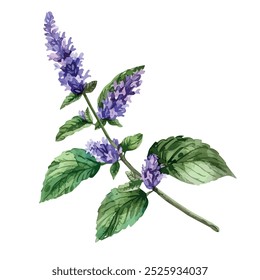 Vetor aquarela de Anise Hyssop, isolado em um fundo branco, Anise Hyssop pintura