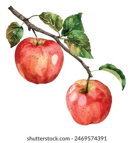 Watercolor vector of apple , isolated on a white background, apple vector, drawing clipart, Illustration Vector, Graphic Painting, design art, logo