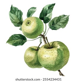 Watercolor vector of Apple, isolated on a white background, Apple painting