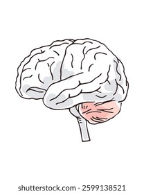 Watercolor vector artwork depicting the human brain structure with anatomical details.