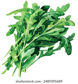 Vector de acuarela de la planta de Arúgula (Rocket Plant), aislado sobre un fondo blanco, Vector de Arúgula, Clipart de dibujo, Vector de ilustración, Pintura gráfica, arte de diseño, logotipo