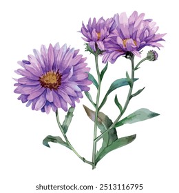 Watercolor vector of Aster flower, isolated on a white background, Aster painting