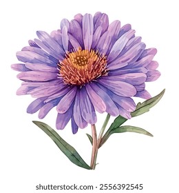 Watercolor vector of Aster flower, isolated on a white background, Aster painting