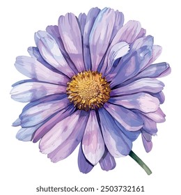 Watercolor vector of Aster, isolated on a white background, Aster painting