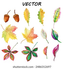 Acuarela - Vector, hojas de otoño. Conjunto de objetos aislados 1. 