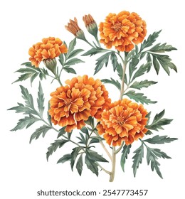 Watercolor vector of autumn marigold flower, isolated on a white background, autumn marigold painting