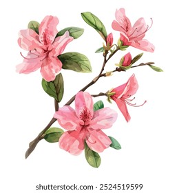 Vector de la acuarela de la flor de Azalea, aislado en un fondo blanco, pintura de Azalea