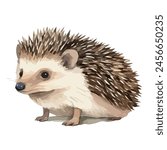 watercolor Vector of a baby hedgehog, isolated on a white background, clipart, Drawing, Graphic design.