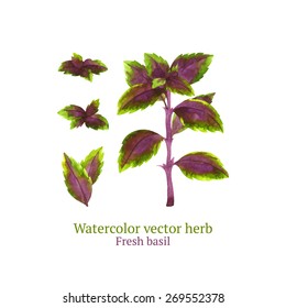 Watercolor vector basil