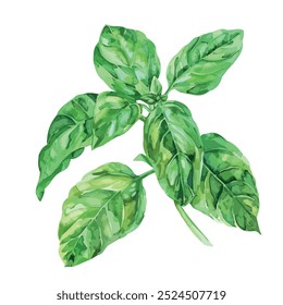 Watercolor vector of Basil, isolated on a white background, Basil painting