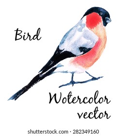 Watercolor vector bird