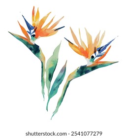 Watercolor vector of Bird of Paradise flower, isolated on a white background, Bird of Paradise painting