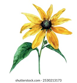 Vetor aquarela de Black eyed Susan, isolado em um fundo branco, pintura de Black-eyed Susan