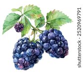 Watercolor vector of Blackberry fruit, isolated on a white background, and Blackberry vector