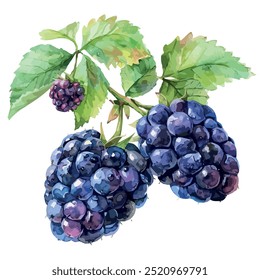 Vetor aquarela de fruta de Blackberry, isolado em um fundo branco, e vetor de Blackberry