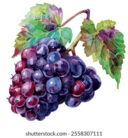 Watercolor vector of Blackberry, isolated on a white background, Blackberry painting