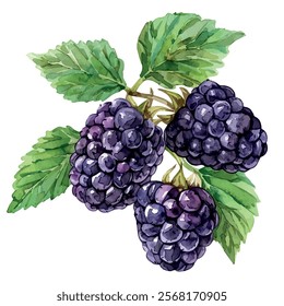 Watercolor vector of Blackberry, isolated on a white background, Blackberry painting