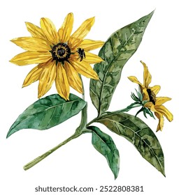 Vetor aquarela de Black-eyed Susan, isolado em um fundo branco, pintura de Black-eyed Susan