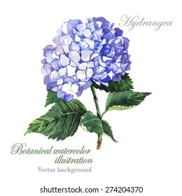 Watercolor Vector Blue  Hydrangea. Watercolor Illustration Of A Blue Hydrangea Blossom Hand Painted. 