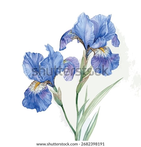 Watercolor vector of blue iris flower, isolated on a white background, blue iris flower painting