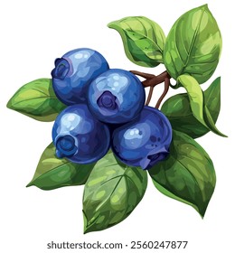 Watercolor vector of Blueberry, isolated on a white background, Blueberry painting