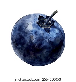 Watercolor vector of Blueberry, isolated on a white background, Blueberry painting