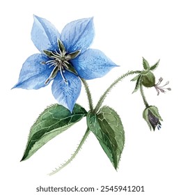 Watercolor vector of borage flower, isolated on a white background, borage painting