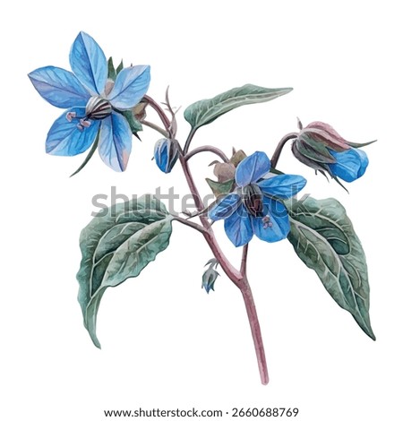 A watercolor vector of borage flower, isolated on a white background.
