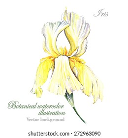 Watercolor vector botanical illustration Iris. Botanical Illustration. Watercolor. Vector illustration. Illustration for greeting cards, invitations, and other printing projects.