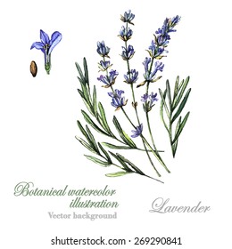 Watercolor vector botanical illustration Lavender.  Watercolor. Vector illustration. Illustration for greeting cards, invitations, and other printing projects.