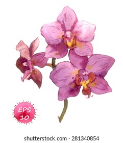 Watercolor vector botanical illustration - orchid flower