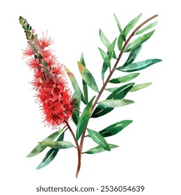 Watercolor vector of Bottlebrush, isolated on a white background, Bottlebrush painting