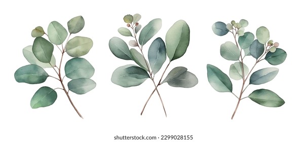 Watercolor vector branch with green eucalyptus leaves silver dollar tree leaves. Botanical set