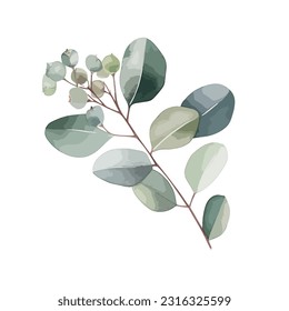 Watercolor vector branch with green eucalyptus leaves isolated on white silver dollar tree leaves. Botanical illustration