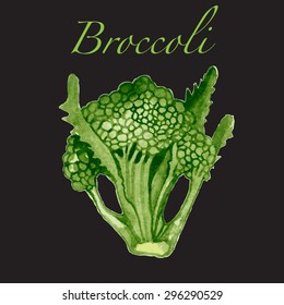 Watercolor vector broccoli illustration. Vector hand drawn broccoli isolated on dark background. 