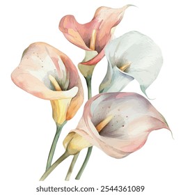 Watercolor vector of Calla Lily flower, isolated on a white background, Calla Lily painting