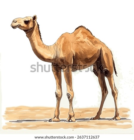 A watercolor vector of camel, isolated on white background.

