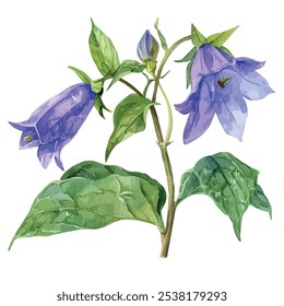 Watercolor vector of Campanula flower, isolated on a white background, Campanula painting