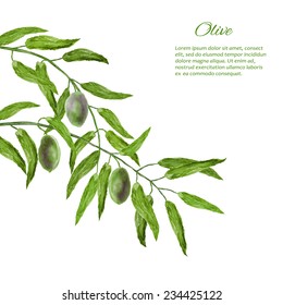 Watercolor vector card with olives on branch  isolated on white background 