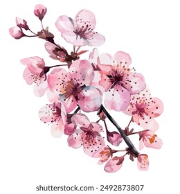 Watercolor vector of cherry blossom, isolated on a white background, cherry blossom clipart