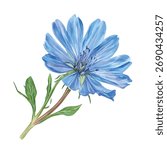 Watercolor vector of chicory flower, isolated on a white background, chicory illustration