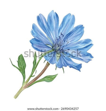 Watercolor vector of chicory flower, isolated on a white background, chicory illustration