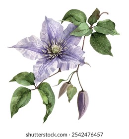 Vetor aquarela de clematis FLOR, isolado em um fundo branco, pintura de clematis