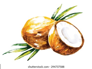 Watercolor vector coconuts