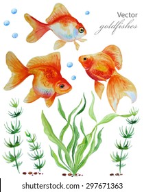 Watercolor vector collection of  hand drawn goldfishes and algae 